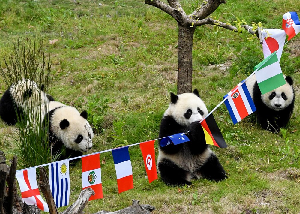 圖集 | 熊貓「足球賽」 助威世界盃