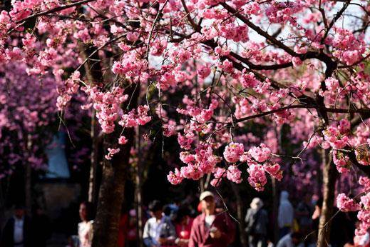 櫻花紫荊催谷 2019為港日旅遊年