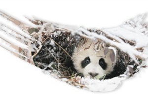 探訪雅安——首個中國大熊貓野外放歸地