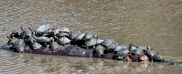 可愛！南非數十隻烏龜搭乘河馬背淡定曬太陽