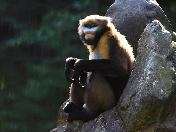 xiaoshuang_2e5b1343596eb791798b7eb3ddf5e52b.png