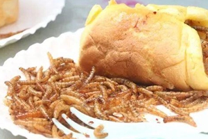 高校辦昆蟲美食節 昆蟲美食一掃而光