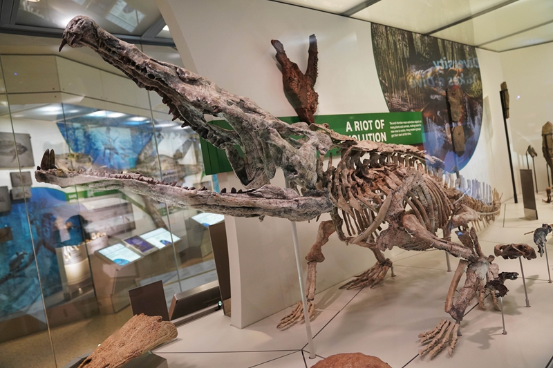 美國華盛頓自然歷史博物館重新開放恐龍與化石展館