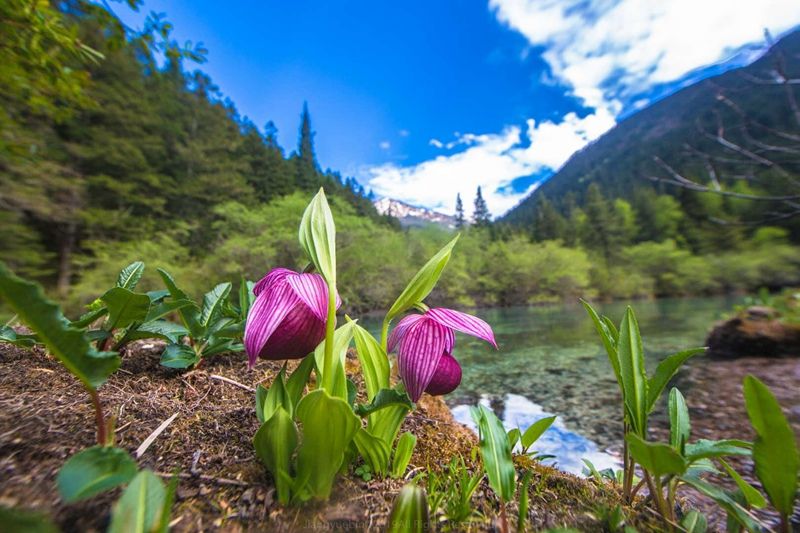 視頻丨2019第四屆黃龍高山蘭花節在四川黃龍景區舉行