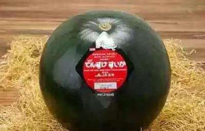 75萬！日本“高級黑皮西瓜”賣出天價 刷新“最貴西瓜”紀錄