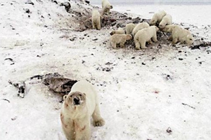 56隻北極熊現身俄村莊