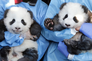 德國柏林動物園為滿百日大熊貓雙胞胎命名