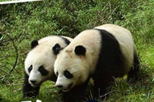 全球首次在四川臥龍拍攝到雙胞胎野生大熊貓