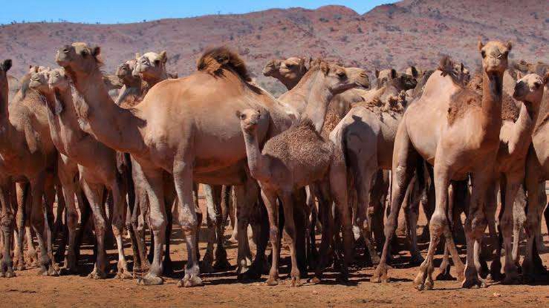 為保障飲用水資源 澳大利亞擬射殺上萬頭野生駱駝