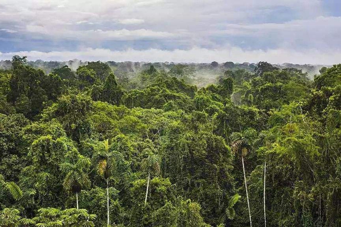 “地球之肺”或將不保 1/5亞馬孫雨林排碳多於吸碳