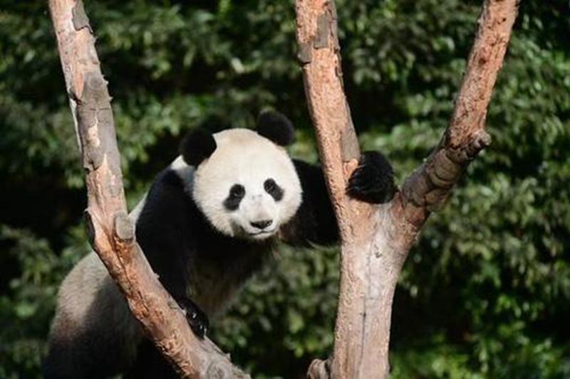 真浪漫！莫斯科動物園：大熊貓“如意”给女友畫情人節賀卡