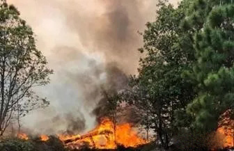 泰國黎府普甲敦國家公園發生火災 大面積叢林被燒毀