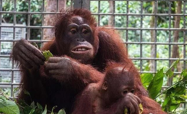 有愛：印尼两被救孤兒猩猩組成“配對母子”，放歸森林開啟新生活