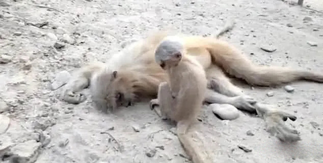 感人！印度母猴觸電死去，小猴拍打媽媽期待醒來