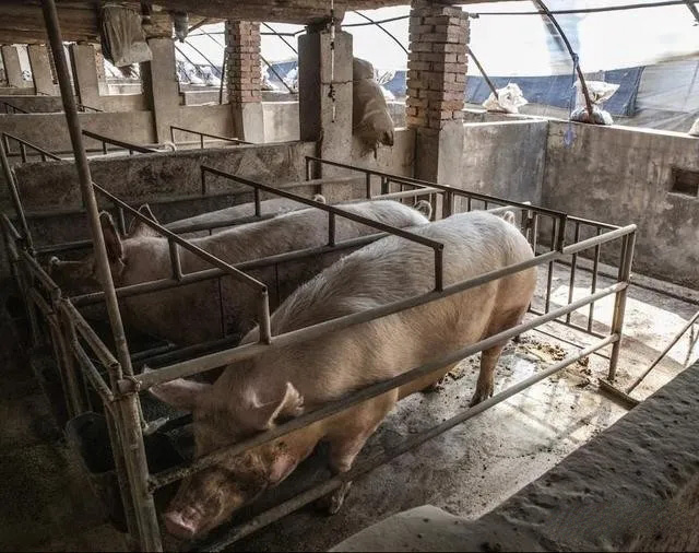印尼西努沙登加拉省發生非洲豬瘟疫情 近2000頭豬死亡