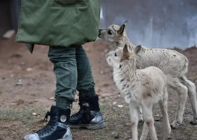 暖！可可西裏11只藏羚羊幼仔獲救助