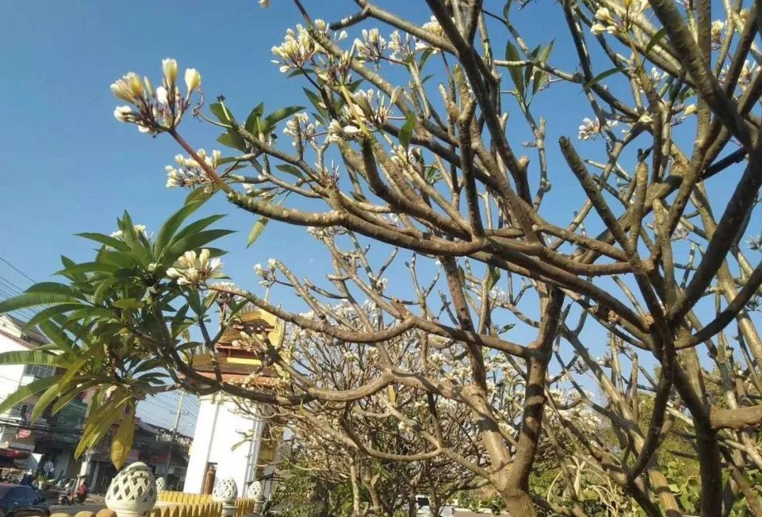 1582868556802246.jpg 微信图片_20200228134113.jpg