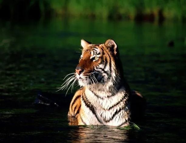 1584069048391747.jpg 640 (3).webp.jpg