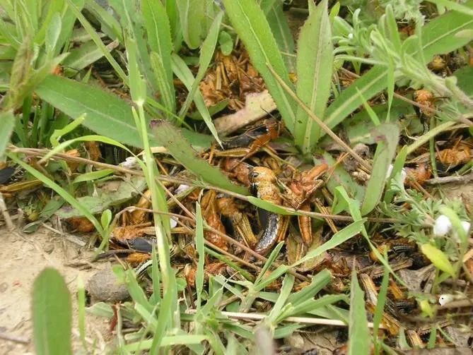 1584158119301590.jpg 640.webp (8).jpg