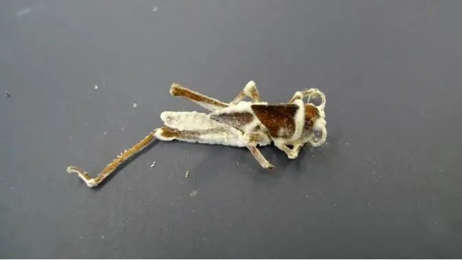 1584158145567422.jpg 640.webp (9).jpg