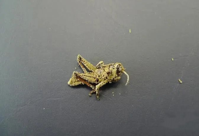 1584158162802807.jpg 640.webp (10).jpg