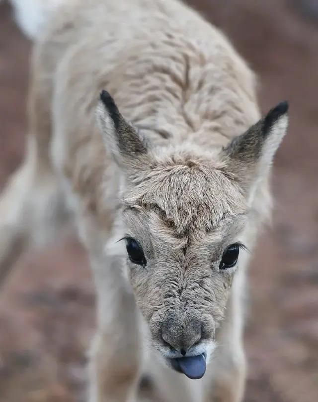 1594802716149057.jpg 微信图片_20200715164140.jpg