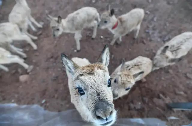 1594802747184608.jpg 微信图片_20200715164143.jpg