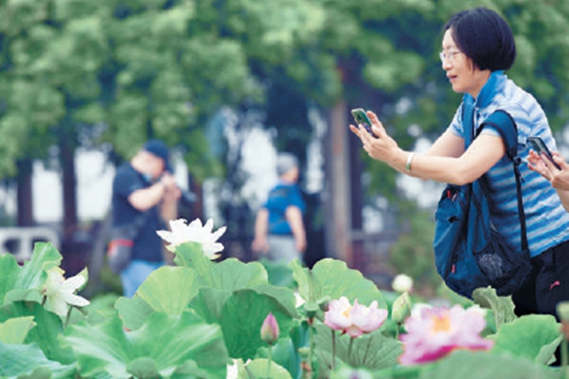 圓明園千餘畝荷花盛夏鬥豔