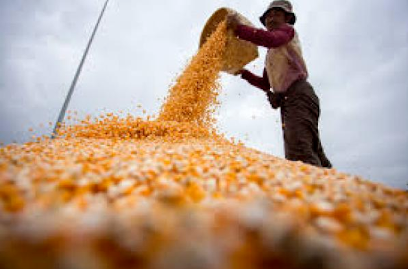 緬甸青貯玉米首次正式出口中國