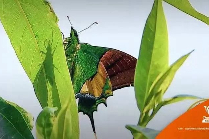 生態環境改善 泰國10年來首次發現“凱撒帝王蝶”