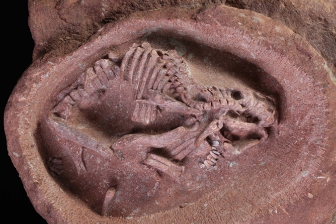 中國發現迄今為止科學記錄最完整鴨嘴龍胚胎化石
