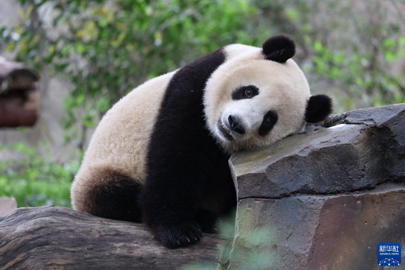 成都大熊貓繁育研究基地恢複開園