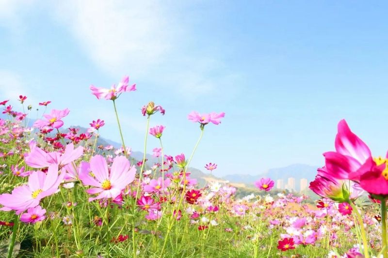 尾矿库鲜花.jpg