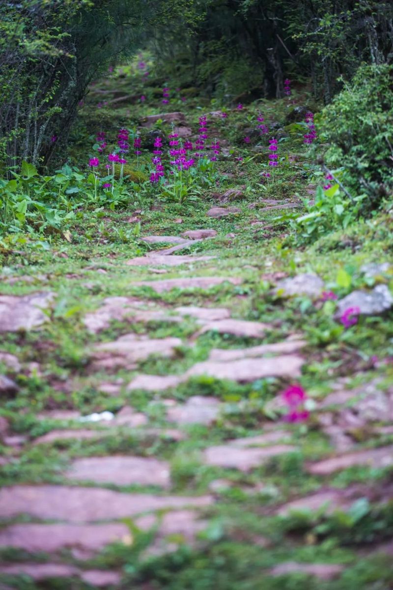 历经千年的茶马古道.jpg