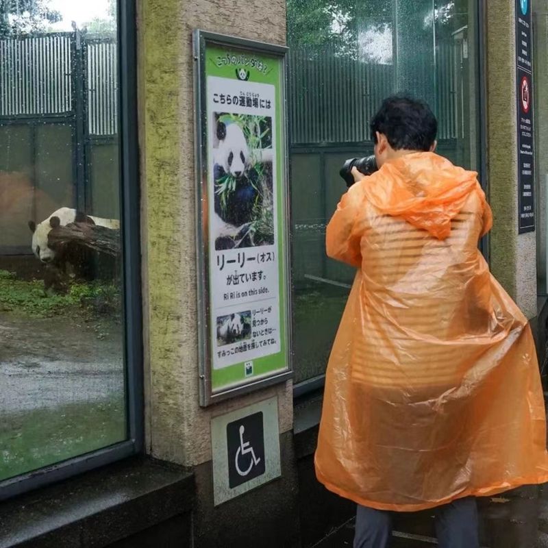 6上野动物园雨中拍香香的场景（谢慧婕／摄）.jpg