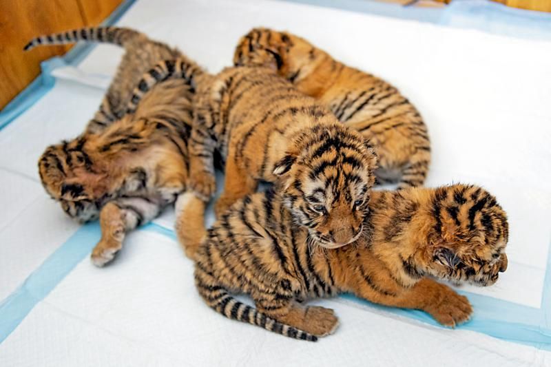 1684997641257654.jpg 2023052504262868559.jpg