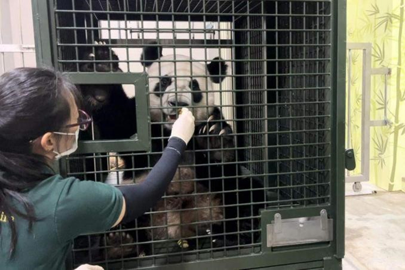 在新加坡出生的大熊貓叻叻定於今天啟程返回中國