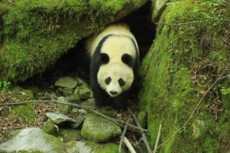 中國大熊貓野外種群總量增長至近1900只