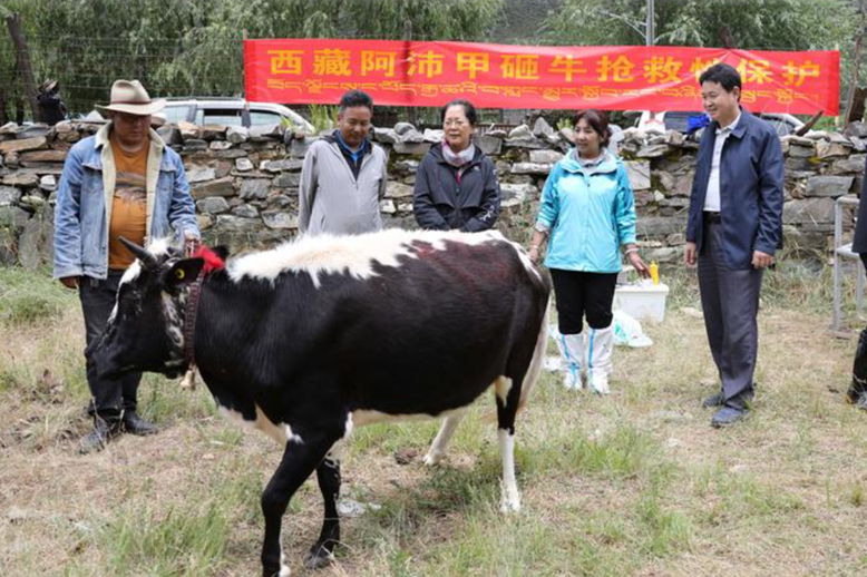 世界首例！西藏瀕危牛在重慶克隆成功