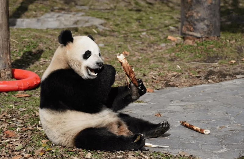 1717049130143156.png 1717027349025088554.png