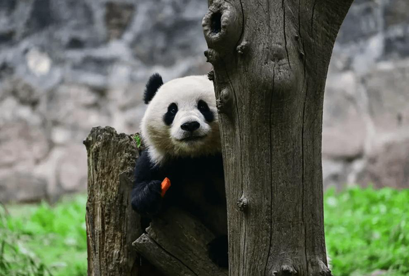 1717049136896528.png 1717027349484094019.png