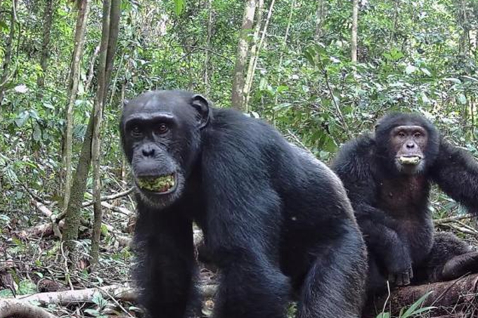研究：人類或從靈長類動物繼承對酒精偏好
