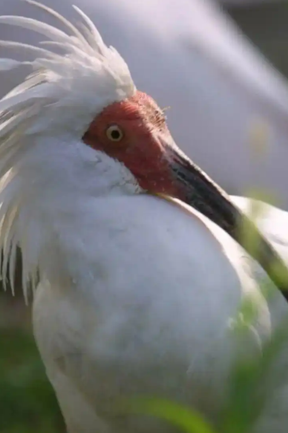 北京動物園39歲朱鹮平平去世，系世界上人工飼養的最長壽朱鹮