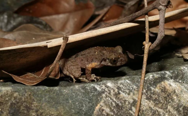 1763085863434344.png 202511138491ffe84672.png