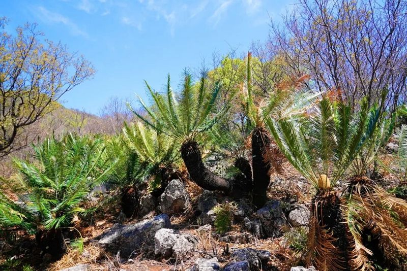 1765971564473757.jpg 2.jpg