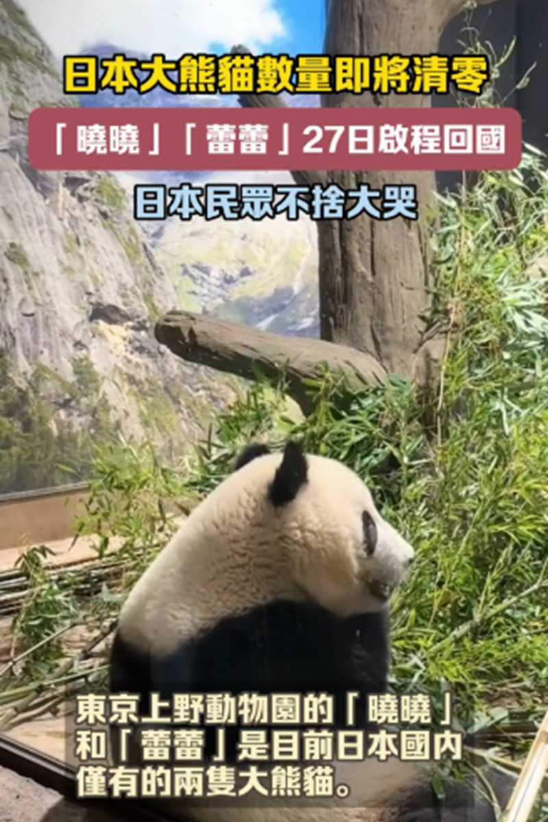 「曉曉」「蕾蕾」27日回國　日本大熊貓數量即將清零