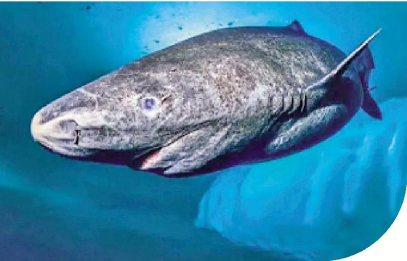 研究發現格陵蘭睡鯊可對抗心臟衰老影響