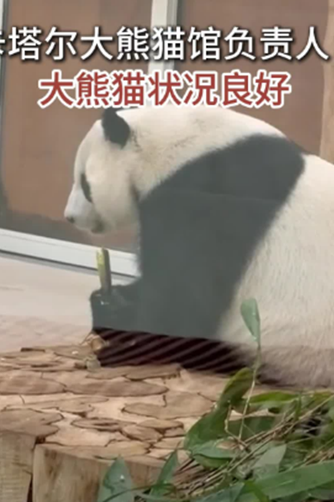 卡塔爾大熊貓館負責人：大熊貓狀況良好