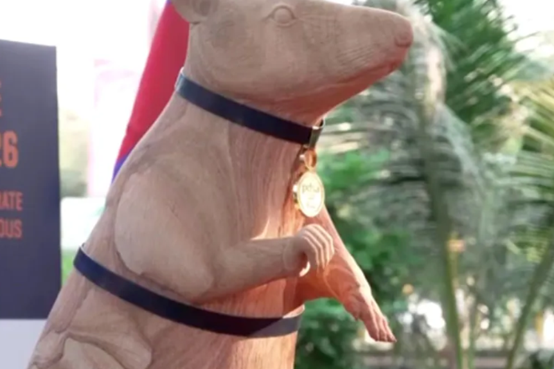 掃雷生涯功績卓越，柬埔寨為“掃雷英雄鼠”立雕像