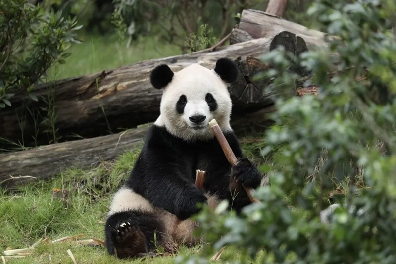 大熊貓“平平”和“福雙”將赴美開啟10年旅居生活